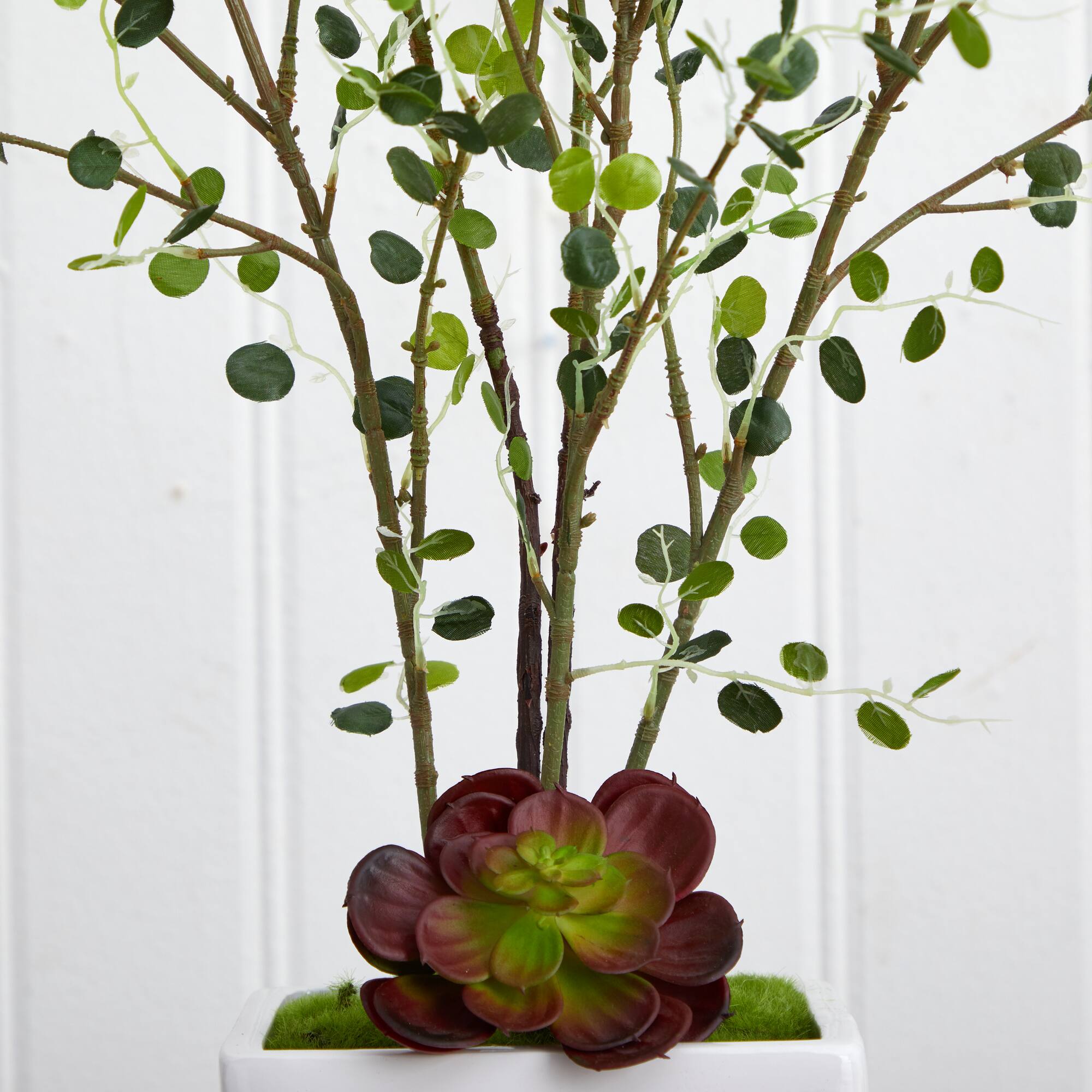 4ft. Night Willow in White Planter